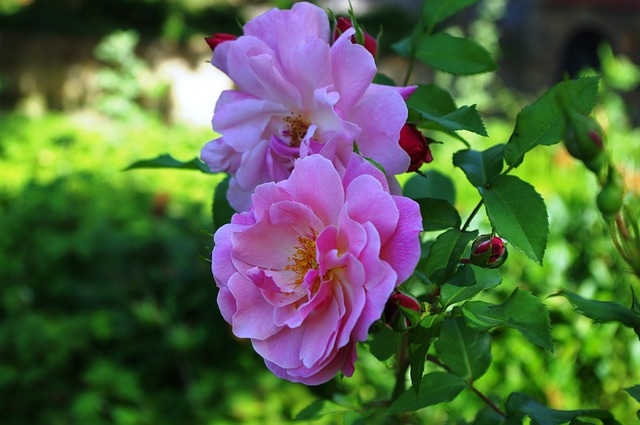 Photo of pink roses